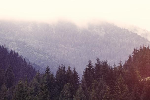 Carpatian lasów w czasie jesieni. - Zdjęcie, obraz