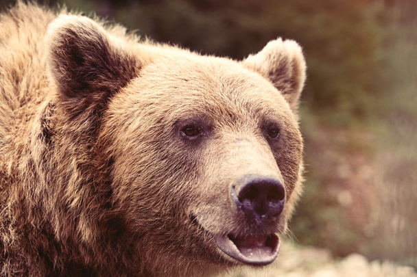 Näkymä Euroopan ruskea karhu
 - Valokuva, kuva
