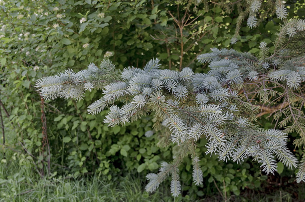 View on the branch of blue fir tree or blue spruce - Photo, Image