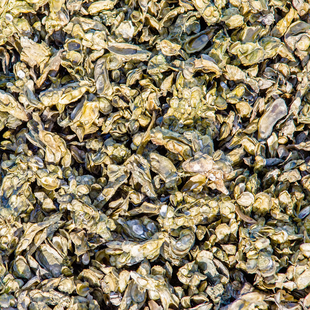 колонія морських мідій на пляжі мисливського острова
 - Фото, зображення