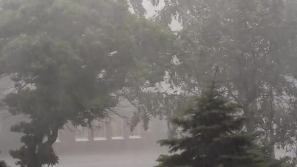 極端なハリケーン風ウクライナでラッシュの木 - 映像、動画