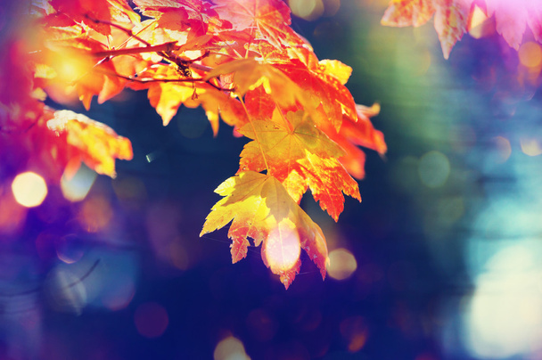 feuilles colorées en automne - Photo, image