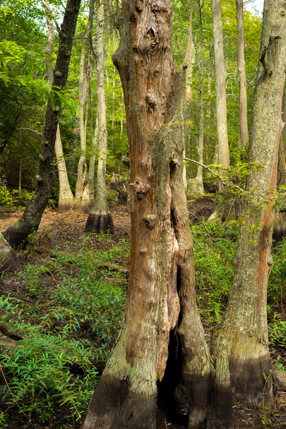 Plešatý Cypress Swamp - Fotografie, Obrázek