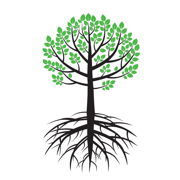 Summer Tree and Roots. Ilustração vetorial
. - Vetor, Imagem
