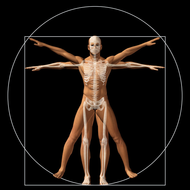 Vitruviano humano ou homem como um conceito
 - Foto, Imagem