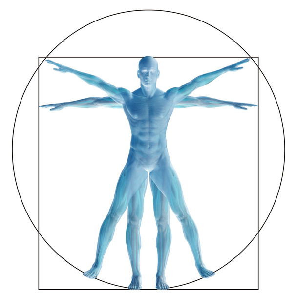 Vitruviano corpo anatomia proporção humana
 - Foto, Imagem