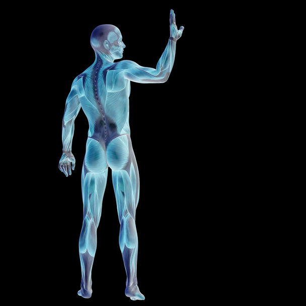 Mann mit Muskeln für Anatomie-Designs. - Foto, Bild