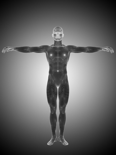 wireframe мужской или мужской анатомии
 - Фото, изображение