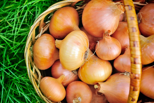 Fresh onions in basket on grass - Photo, Image