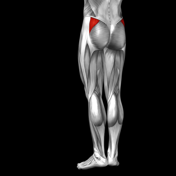 human upper legs anatomy - Photo, Image