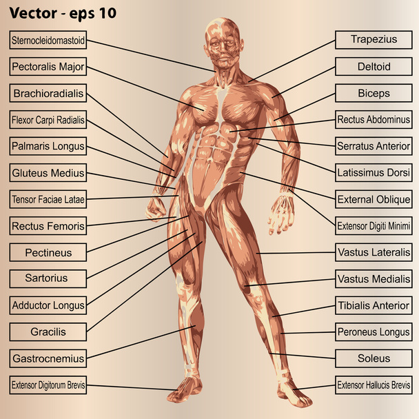 anatomía masculina humana con músculos
 - Vector, imagen