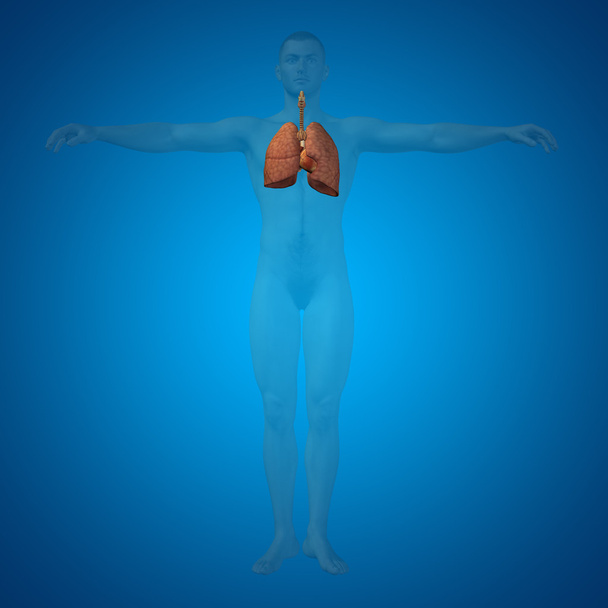 sistema respiratorio conceptual
 - Foto, imagen