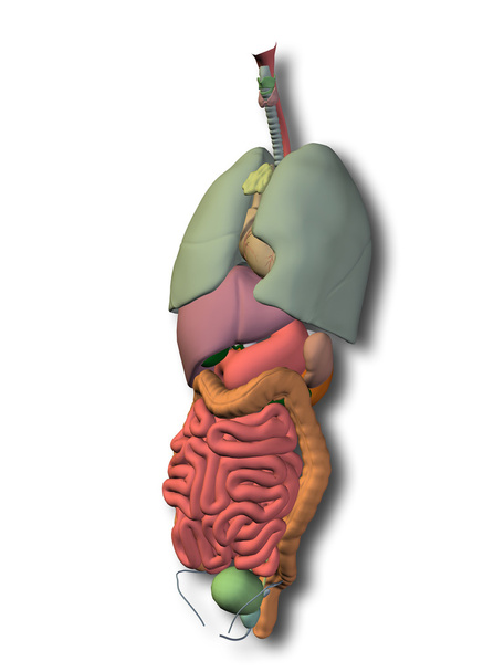 органы грудной клетки для анатомии или здоровья
 - Фото, изображение