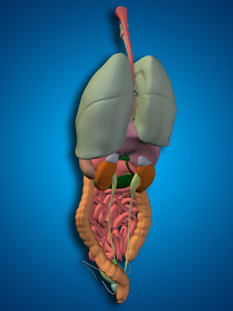 órganos internos abdominales o tórax
 - Foto, imagen