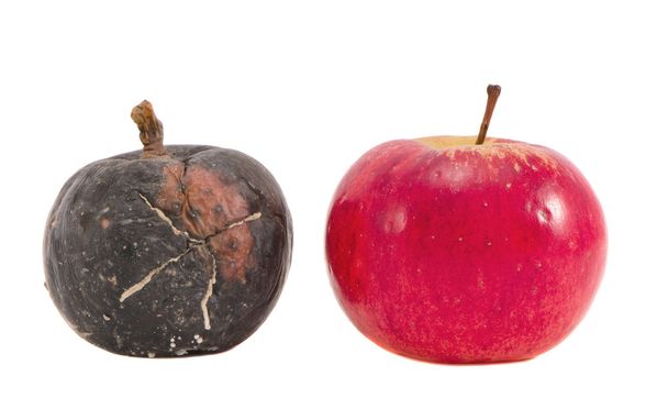 iki elma - doğa zaman kavramı izole - Fotoğraf, Görsel