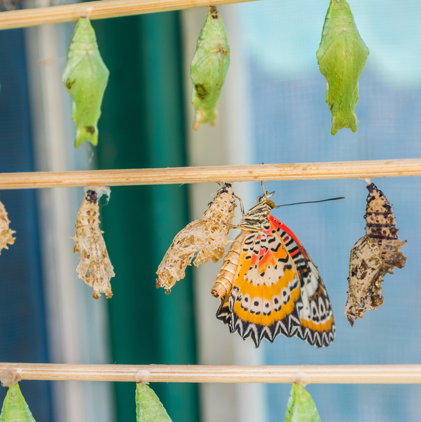 Vlinder Verpopping afbeelding  - Foto, afbeelding