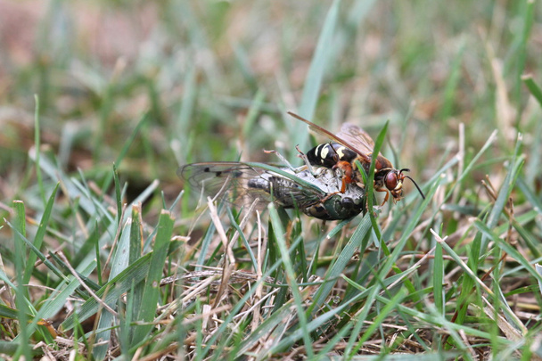 Cicada tappaja saalis
 - Valokuva, kuva