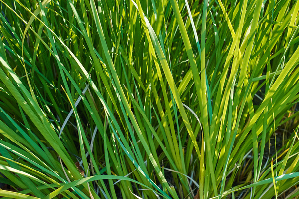 Green grass - Foto, imagen