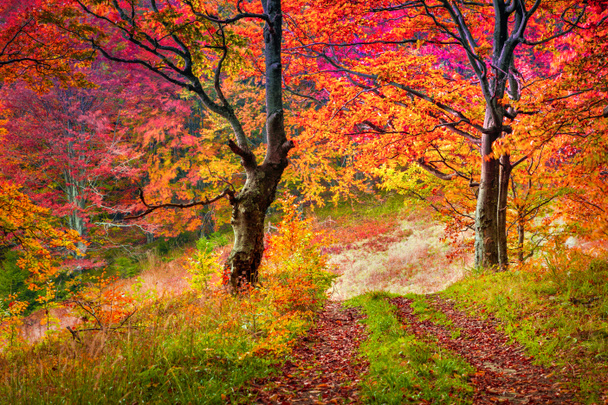Bunte Herbstbäume im Wald. - Foto, Bild