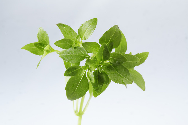 Basil leaf isolated - Φωτογραφία, εικόνα