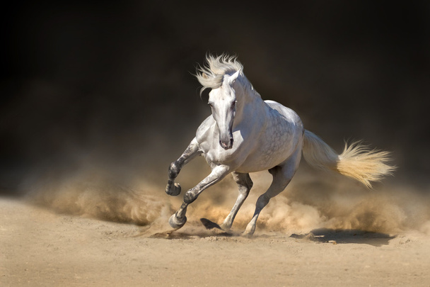 hevonen - Valokuva, kuva