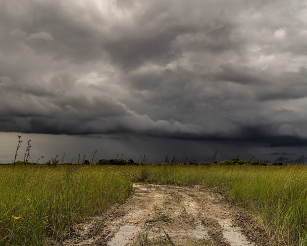 Tempête sur les Everglades
 - Photo, image