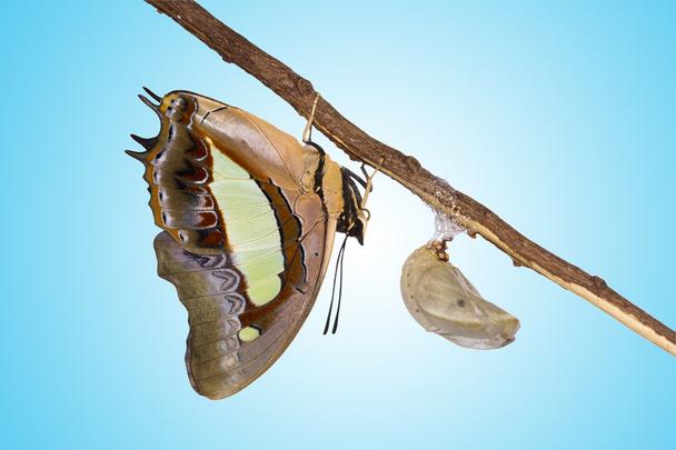 Nawab butterfly emerge from pupa - Photo, Image