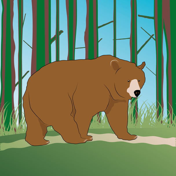 Бурый медведь - Вектор,изображение