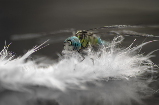 Sudenkorento peilissä
 - Valokuva, kuva
