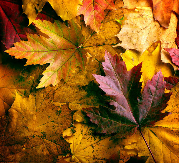 herfst bladeren achtergrond - Foto, afbeelding