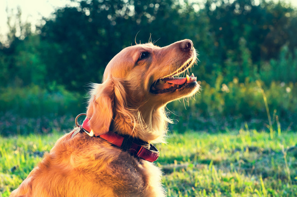 golden retriever dog portrait - 写真・画像