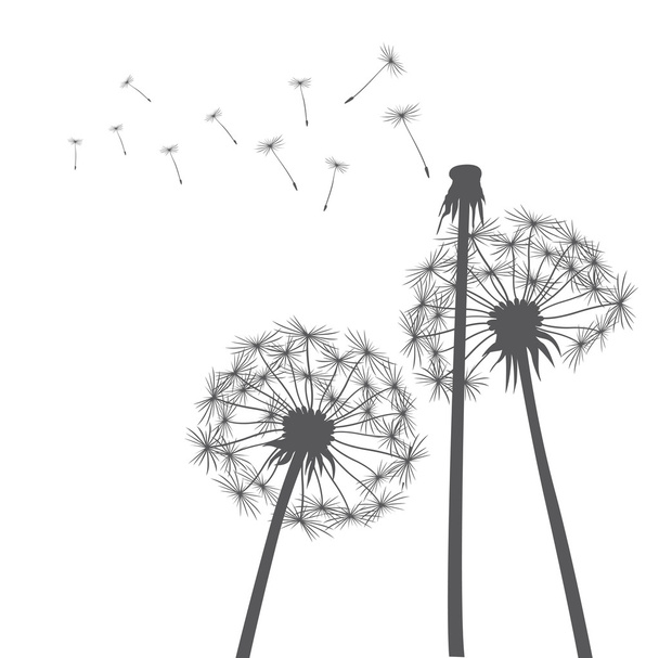 Grey vector dandelions - Vector, Image