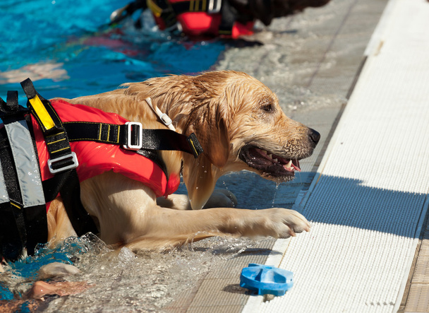 собака-рятувальник
 - Фото, зображення