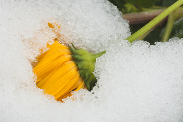 Snow Covered Chrysanthemum - Photo, Image