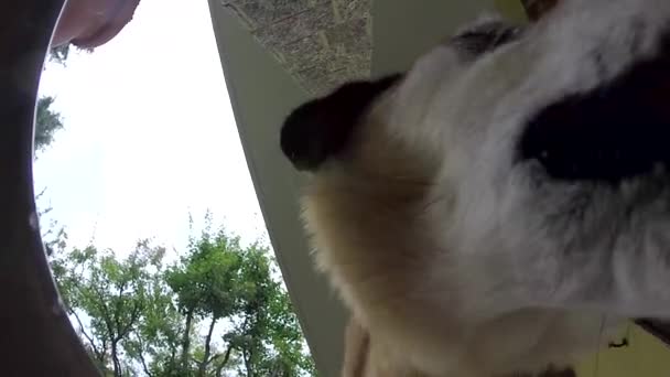 Hladový pes Pet jíst jídlo v misce výživě zvířat - Záběry, video