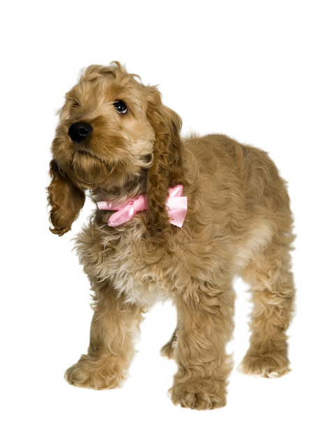 hond met roze lint is permanent en kijken - Foto, afbeelding