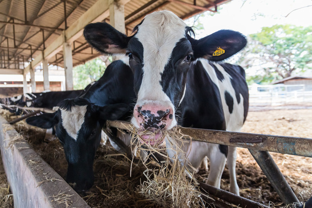 Αγελάδες σίτιση του σανού στη συστοιχία - Φωτογραφία, εικόνα