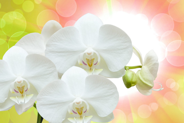 Closeup of orchid flower - Photo, image