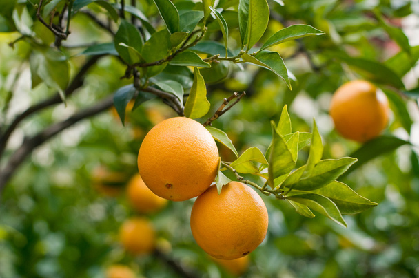 narancs-friss narancs fa - Fotó, kép