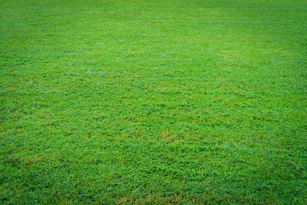 ばねの緑の草 - 写真・画像