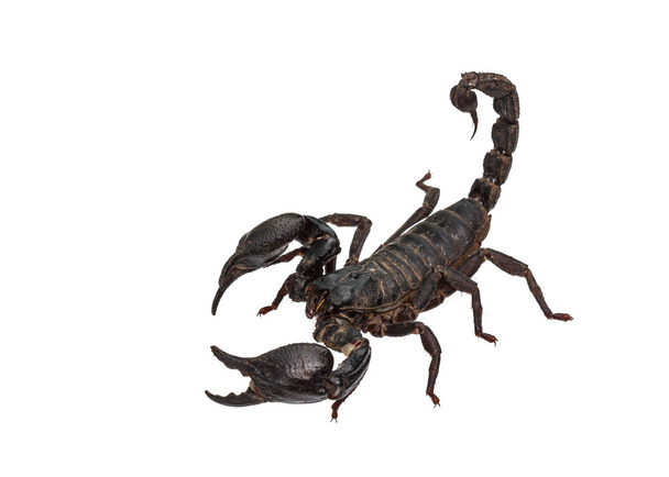 Azjatycki leśna Skorpion (Heterometrus laoticus) na tle - Zdjęcie, obraz