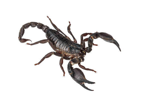 Escorpión gigante asiático (Heterometrus laoticus) aislado en
 - Foto, Imagen
