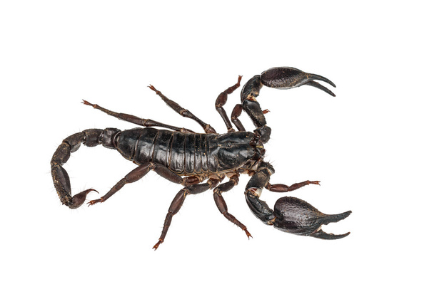 escorpião floresta gigante asiática (Heterometrus laoticus) isolado em
 - Foto, Imagem