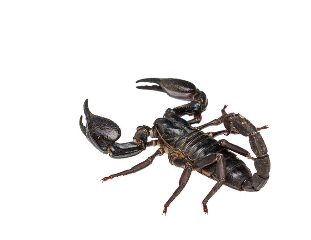 Escorpión gigante asiático (Heterometrus laoticus) aislado en
 - Foto, Imagen