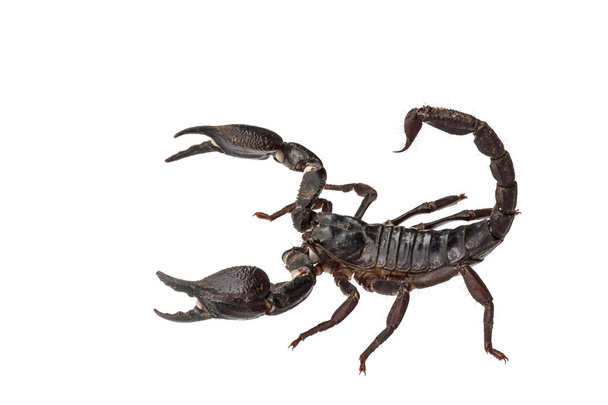 Azjatycki leśna Skorpion (Heterometrus laoticus) na tle - Zdjęcie, obraz
