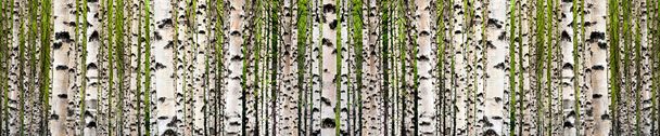 floresta de bétula
 - Foto, Imagem