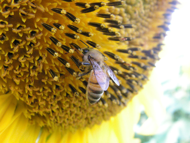 Bee op de zonnebloem - Foto, afbeelding