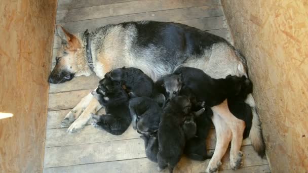 German Shepherd puppies are handful of about moms,  fall asleep - Footage, Video