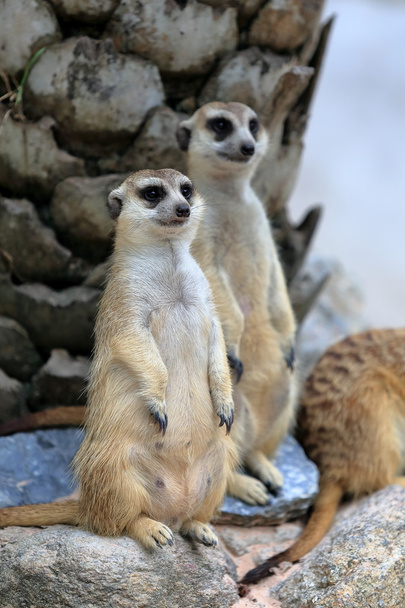 Meerkats family standing alert - Foto, Imagem