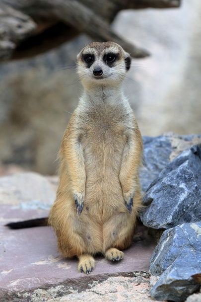 Meerkat standing alert and watchful - Fotó, kép